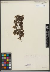 Foto von Salix retusa L.